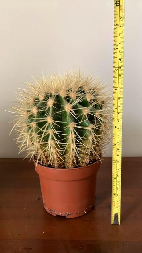 Leuke cactus zoekt een nieuw huisje, Huis en Inrichting, Kamerplanten, Cactus, Ophalen