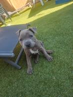 Cho zoek nieuw baasje, Reu, 8 tot 15 weken, Eén hond, Nederland
