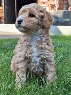 Australian Labradoodle reutje camel/rood curly fleece  45 cm, Overige rassen, CDV (hondenziekte), 8 tot 15 weken, Meerdere
