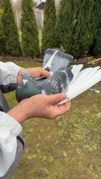 Mooie kleur postduiven te koop, Meerdere dieren, Postduif