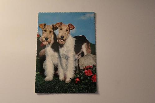 Honden Postkaart - Twee Foxterrier, Duitsland # 2, Verzamelen, Ansichtkaarten | Dieren, Gelopen, 1960 tot 1980, Hond of Kat, Verzenden