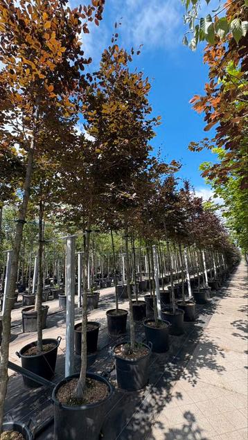 Rode beuk Fagus sylvatica ‘Atropunicea’ bomen beschikbaar voor biedingen