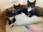 Lieve kittens