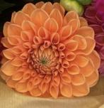 Dahlia knollen “Dahlia Silvia”, Tuin en Terras, Ophalen, Voorjaar, Volle zon, Knol