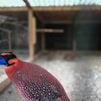 Broedeieren fazanten t. tragopaan en de Himalaya glansfazant, Geslacht onbekend, Kip