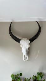 Echte Buffel schedel, Ophalen, Zo goed als nieuw