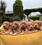 Mini labradoodle pups, Dieren en Toebehoren, Nederland, Overige rassen, 8 tot 15 weken, Meerdere