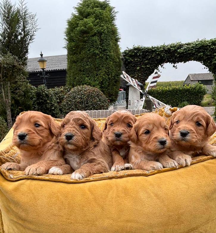 Mini labradoodle pups, Dieren en Toebehoren, Honden | Retrievers, Spaniëls en Waterhonden, Meerdere dieren, Overige rassen, Fokker | Professioneel