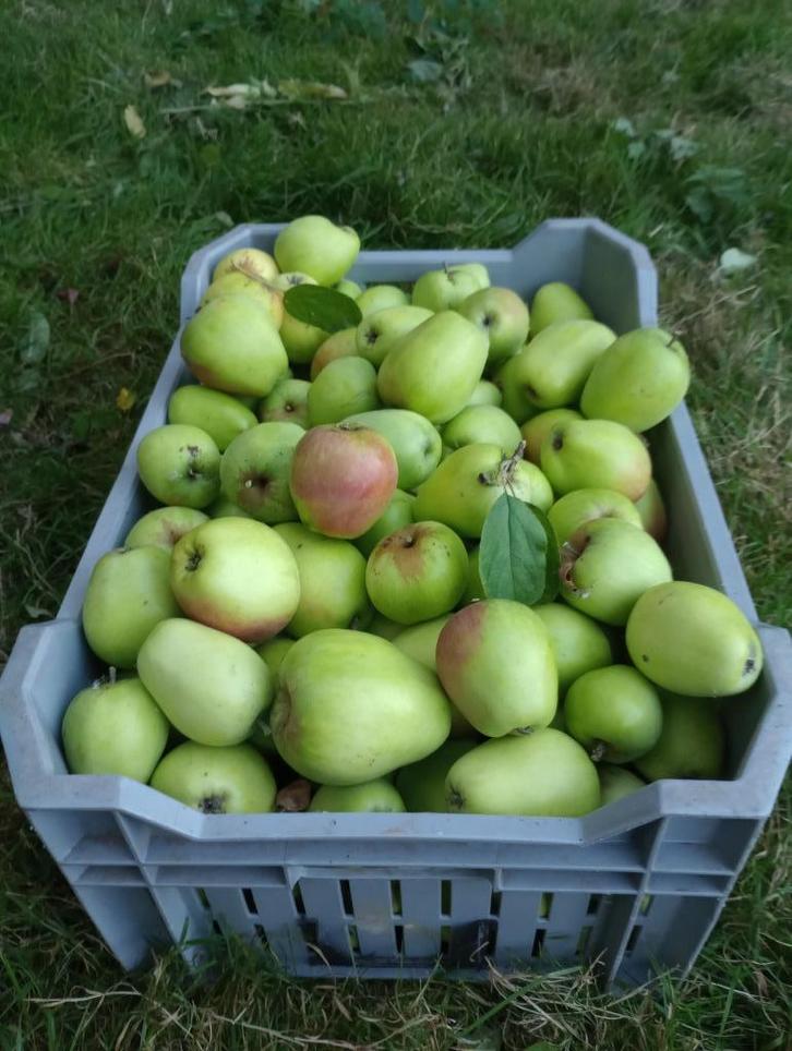 biologische appels, peren en kweepeer, Diversen, Levensmiddelen, Ophalen