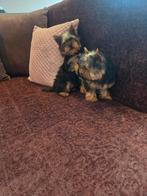 Yorkshire Terrier mini, Dieren en Toebehoren, Yorkshire Terriër, Particulier, 15 weken tot 1 jaar, Buitenland