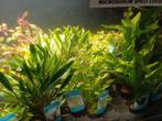 Hobbyaquarium planten duur ? fris assortiment uitzoeken, Dieren en Toebehoren, Vissen | Aquariumvissen, Vis, Zoetwatervis, Schoolvis