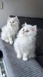 2 katten te koop, Dieren en Toebehoren, Katten en Kittens | Raskatten | Langhaar, Meerdere dieren