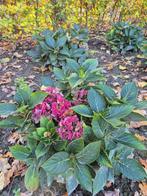 Hydrangea macrophylla 'Bouquet Rose', Vaste plant, Halfschaduw, Zomer, Ophalen