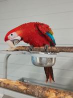 Jonge tamme Ruby Ara's 13 weken oud, met DNA en getest op al, Meerdere dieren, Papegaai, Geringd