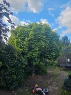 Grote bomen (Esdoorn?), Ophalen, Overige soorten