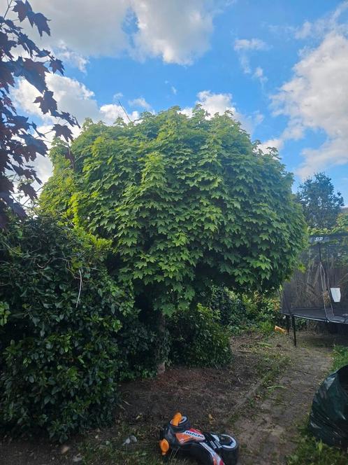 Grote bomen (Esdoorn?), Tuin en Terras, Planten | Bomen, Overige soorten, Ophalen