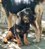 GRAPPIG MENSGERICHT JONG REUTJE FRANKY KLEINE MIDDELMAAT, Particulier, Rabiës (hondsdolheid), Reu, 1 tot 2 jaar