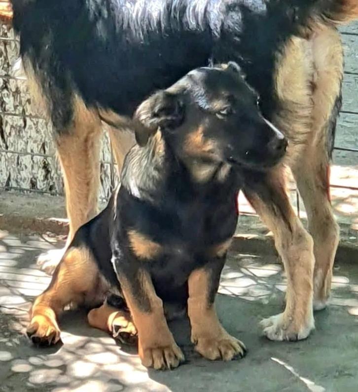 GRAPPIG MENSGERICHT JONG REUTJE FRANKY KLEINE MIDDELMAAT, Dieren en Toebehoren, Honden | Niet-rashonden, Middel, Reu, Particulier