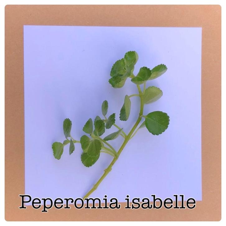 25. stekje pepermia isabelle stekje €2,50, Huis en Inrichting, Kamerplanten, Minder dan 100 cm, Halfschaduw, Ophalen of Verzenden