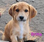Britta, ons verlegen meisje, Particulier, Rabiës (hondsdolheid), 8 tot 15 weken, Buitenland
