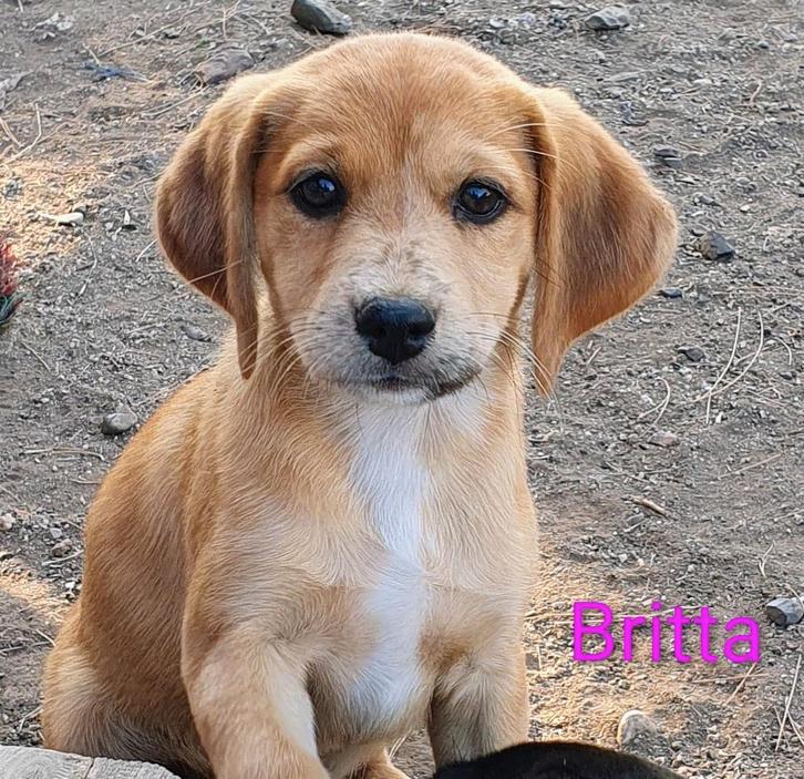 Britta, ons verlegen meisje, Dieren en Toebehoren, Honden | Niet-rashonden, Klein, Teef, Particulier, Eén hond, Buitenland, 8 tot 15 weken