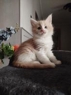 Maine Coon kitten kater, Kater, Gechipt, 0 tot 2 jaar