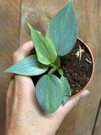 Philodendron silver sword hastatum variegata plant aurea, Ophalen of Verzenden, Overige soorten, Minder dan 100 cm