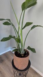 Prachtig grote plant strelitzia paradijsvogel plant, Huis en Inrichting, Kamerplanten, Ophalen, Halfschaduw, Minder dan 100 cm