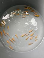 baby karashigoi japanse koi karpers uit 2025, Dieren en Toebehoren, Vissen | Vijvervissen, Karper of Koi
