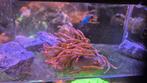 Entacmaea Quadricolor Bubble Anemoon, Dieren en Toebehoren, Ophalen, Plant(en), Steen of Hout