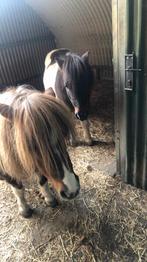 Gevraagd pensionstalling voor 2 shetlandponys