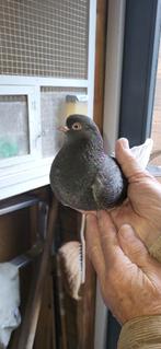 Duiven, Dieren en Toebehoren, Meerdere dieren, Overige soorten