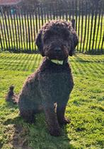 Middenslag poedel van 10 maanden oud zoekt gouden mandje, Dieren en Toebehoren, Honden | Chihuahua's en Gezelschapshonden, Poedel