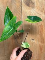 Alocasia zebrina variegata plant aurea yellow lemon mint, Huis en Inrichting, Ophalen of Verzenden, Overige soorten, Minder dan 100 cm