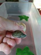 Te koop kleinblijvende waterschildpad sternotherus minor, Dieren en Toebehoren, Reptielen en Amfibieën, Schildpad, 0 tot 2 jaar