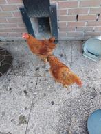 New Hampire hanen geboren 16 mei 2025mooi bruin en tam, Mannelijk, Kip