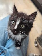 Main coontje weer beschikbaar, Kater, Ingeënt, 0 tot 2 jaar