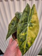 Alocasia Nairobi Aurea Variegata p10 (1)