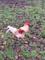 Aangeboden twee jonge hanen, Mannelijk, Kip