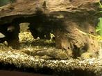 Borstelneus ancistrus man, Dieren en Toebehoren, Vis, Zoetwatervis