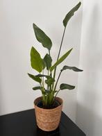 Strelitzia nicolai in zeegrasmand, Ophalen, Overige soorten, In pot, Minder dan 100 cm