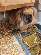 Rammetje 2 jaar, Dieren en Toebehoren, Konijnen, Mannelijk