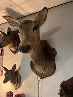 Opgezet hert taximerdie, Verzamelen, Dierenverzamelingen, Ophalen, Hert, Gewei of Kop