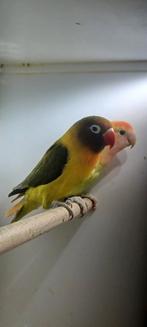 Agapornis man 2022, Dieren en Toebehoren, Vogels | Parkieten en Papegaaien, Mannelijk, Dwergpapegaai of Agapornis, Geringd