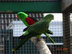 koppel roodvleugels, Dieren en Toebehoren, Meerdere dieren, Parkiet, Geringd