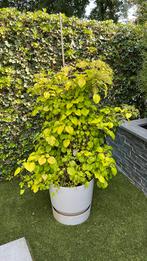 Klimhortensia groot inclusief pot, Ophalen of Verzenden, Volle zon, Overige soorten, 100 tot 250 cm