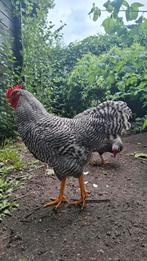 Amrock haan, Dieren en Toebehoren, Pluimvee, Mannelijk, Kip