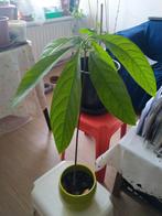 Avocado plant, Ophalen, Minder dan 100 cm, Overige soorten, Zomer