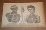 Antieke anatomische prent - Hart en longen v/d mens 1875 !!, Ophalen of Verzenden, Voor 1940, Zo goed als nieuw, Overige onderwerpen