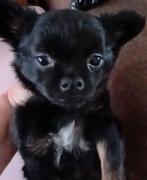 Lief klein aanhankelijk pomsky pupje, 8 tot 15 weken, CDV (hondenziekte), Eén hond, Nederland